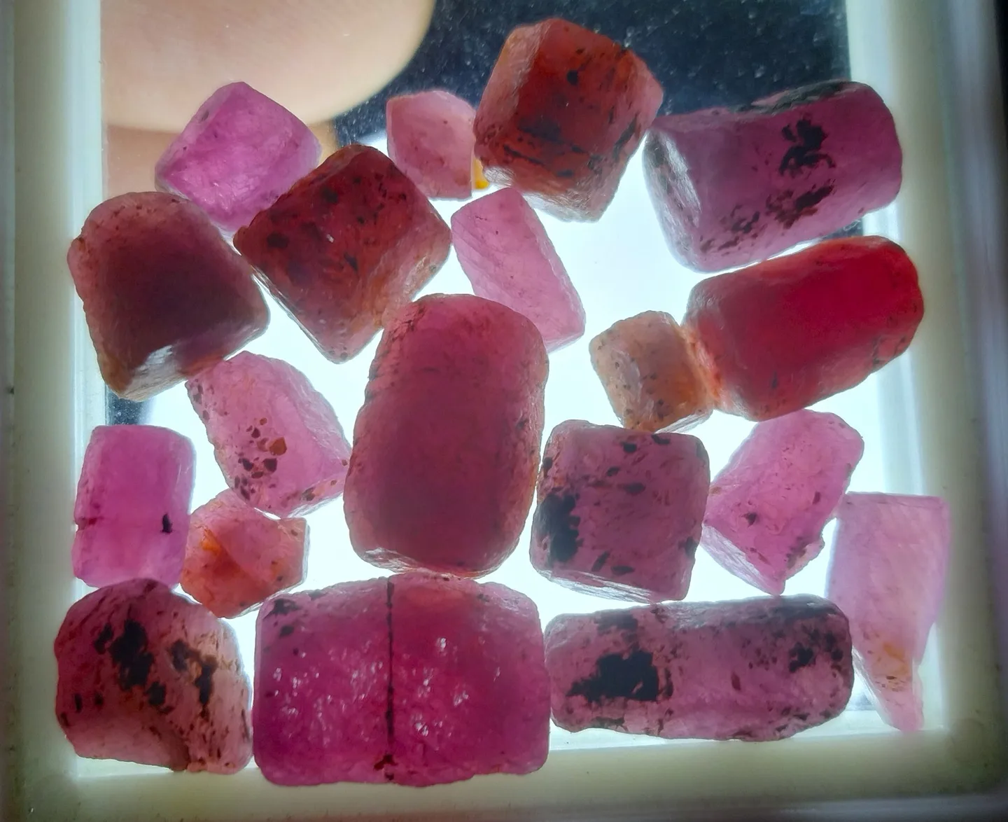 19 pcs raw rough rubies in Afghanistanu - 100.5ct